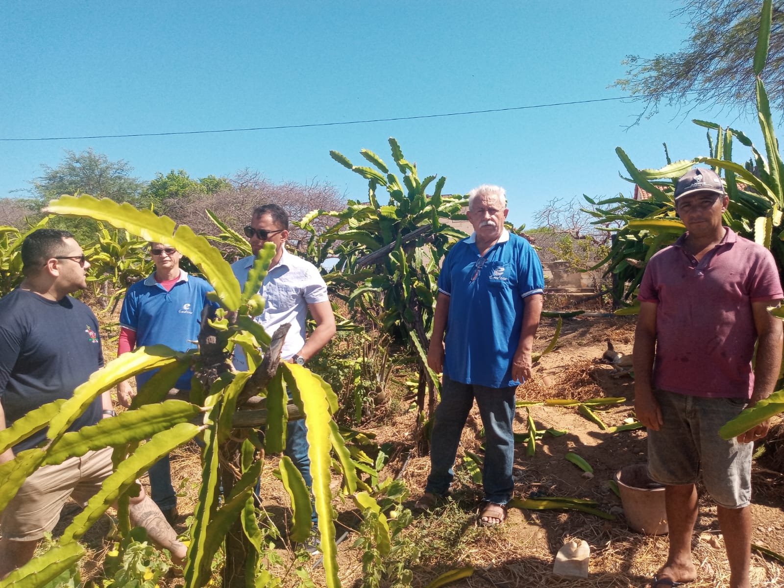 Técnicos da Ematerce assistem plantio de pitaya em Campos Sales – CE
