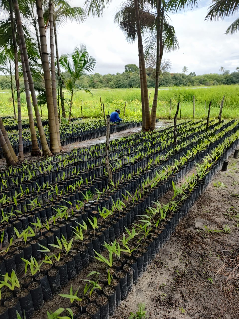 Paracuru-CE: Ematerce implementa ações econômicas em projeto de produção de açaí