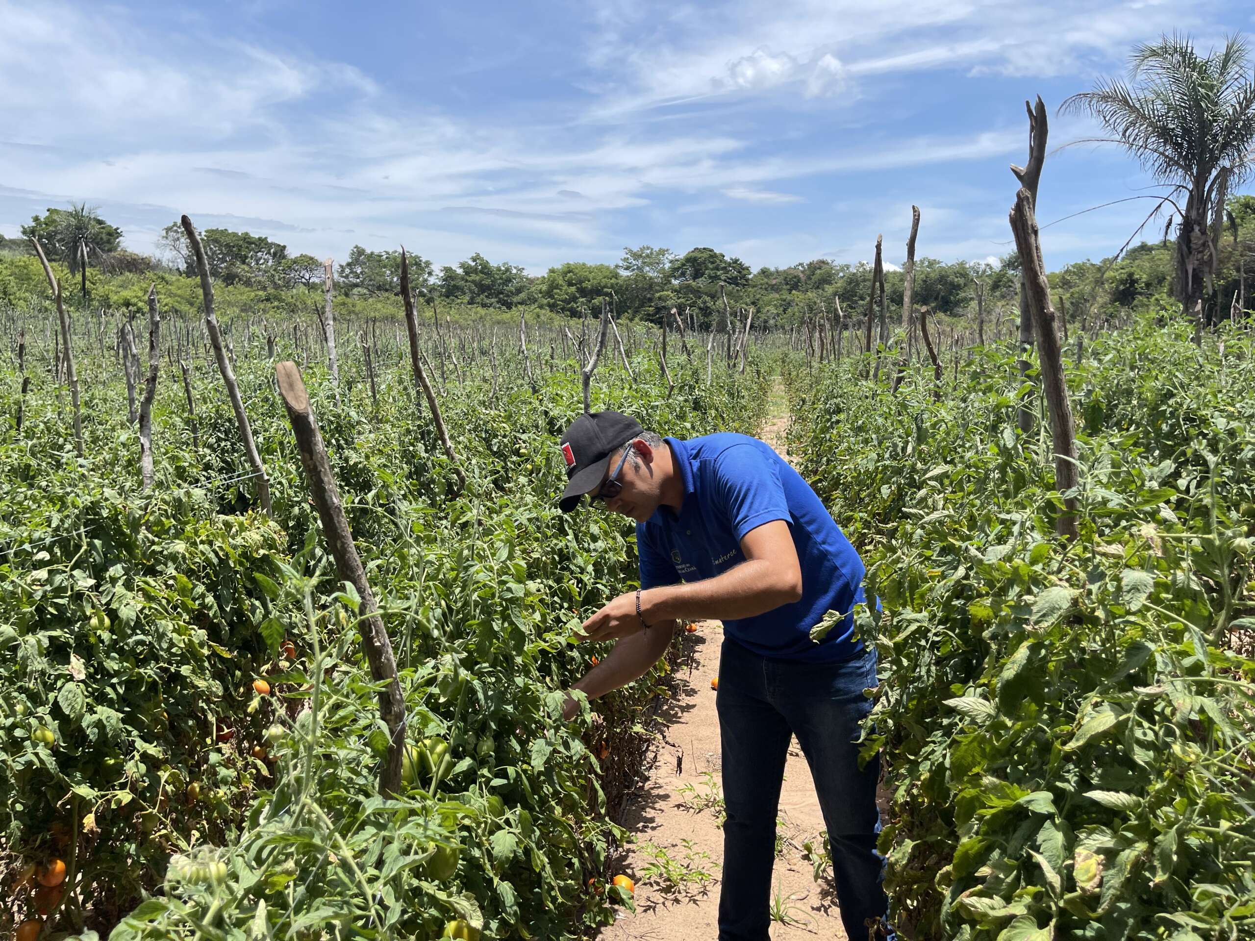 Nova Olinda-CE: Ematerce realiza visita técnica a plantio de tomate