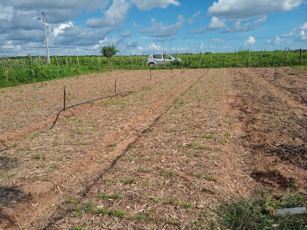 Ematerce atende a 35 projetos de irrigação do PIMP em Morada Nova – CE