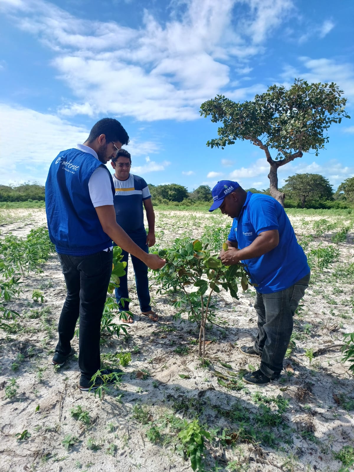 Ematerce acompanha produção de mandioca e caju em Chorozinho