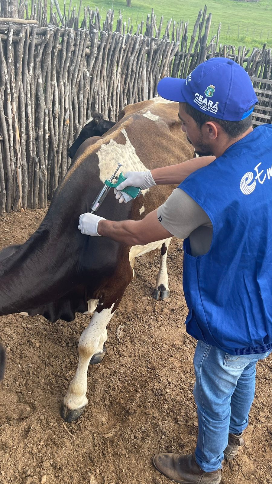 Crateús/CE: Ematerce e Adagri iniciam vacinação de animais no combate à febre aftosa