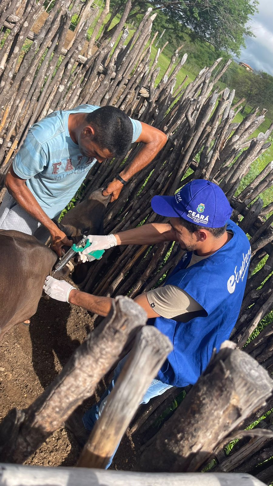 Adagri reconhece a importância da Ematerce nas campanhas de erradicação da febre aftosa