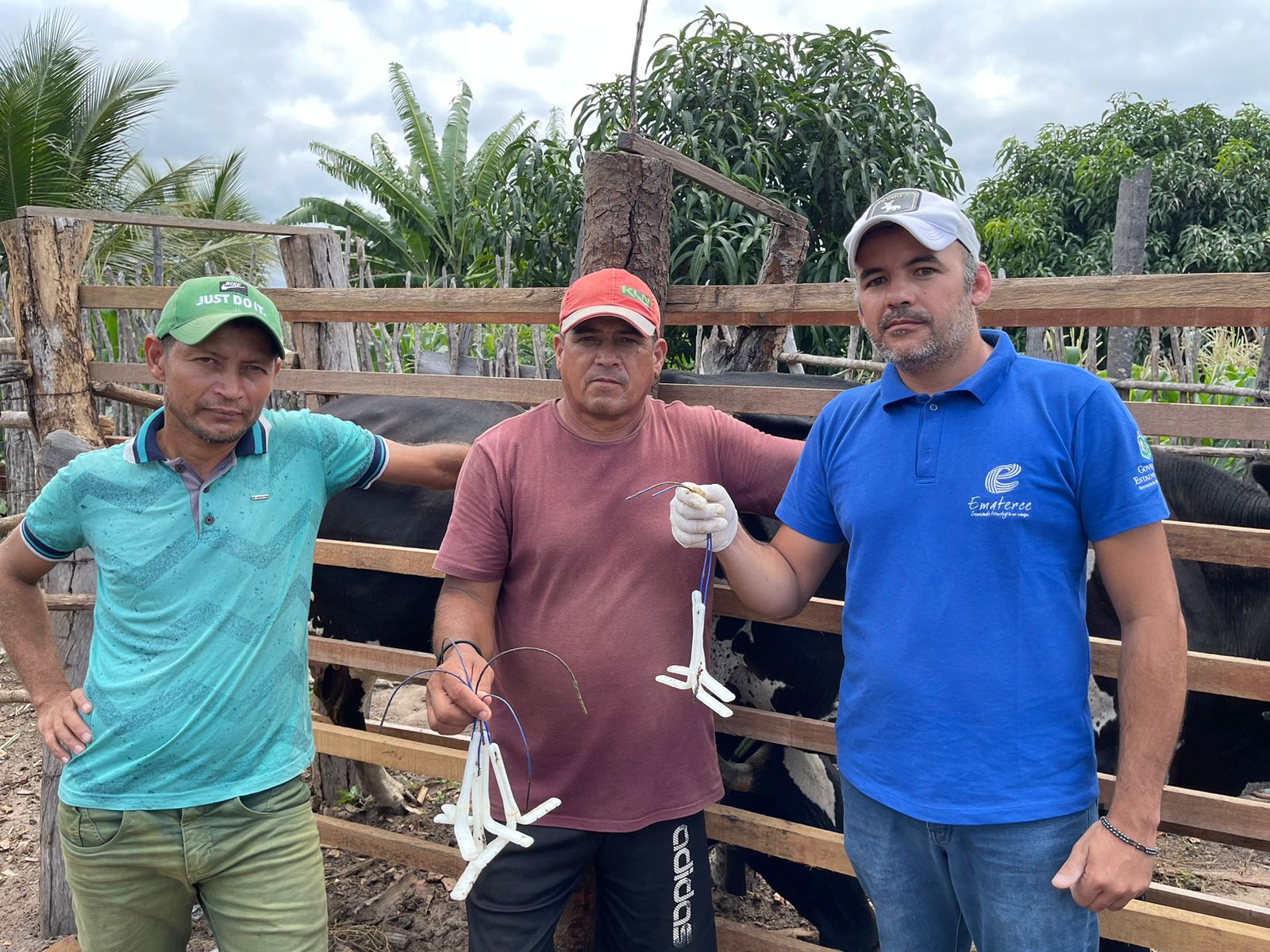Nova Olinda-CE:Ematerce realiza programa de inseminação artificial em bovinos leiteiros