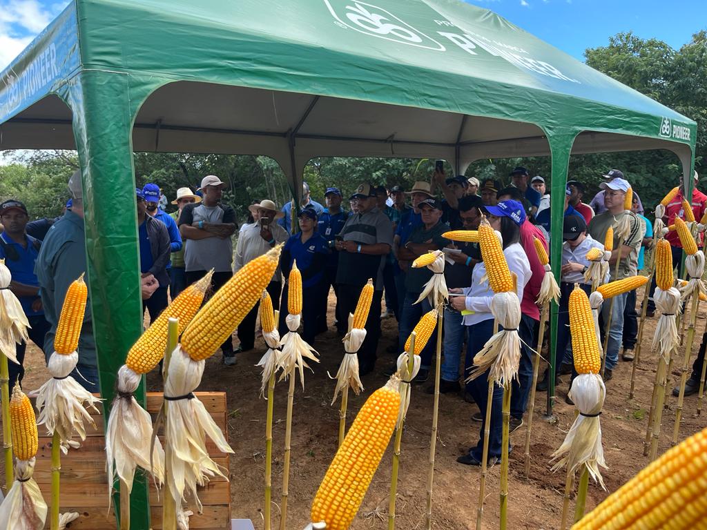 Ematerce cede espaço da Fazenda Normal para realização de Dia de Campo sobre milho