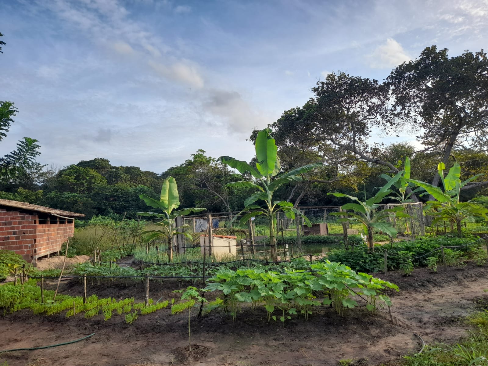 Viçosa do Ceará: Ematerce implanta 15 sistemas de produção do Projeto Mandalla
