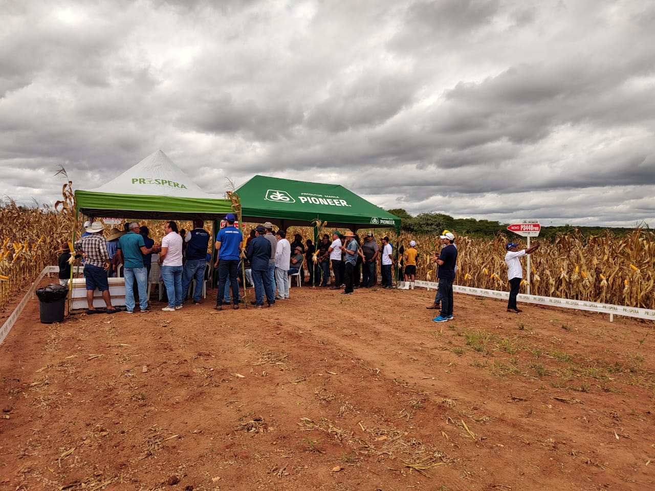 Prospera e Ematerce realizaram último dia de campo de milho de 2023