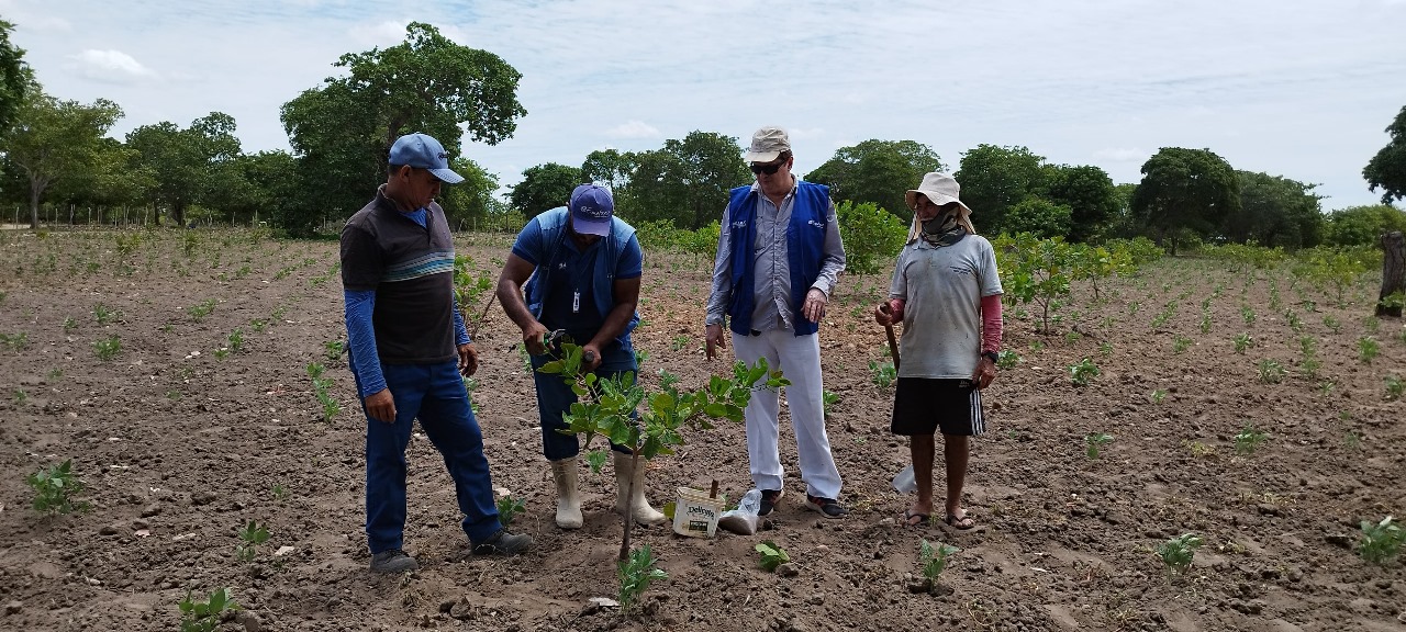 Ematerce de Aracoiaba impulsiona agricultura local com práticas inovadoras
