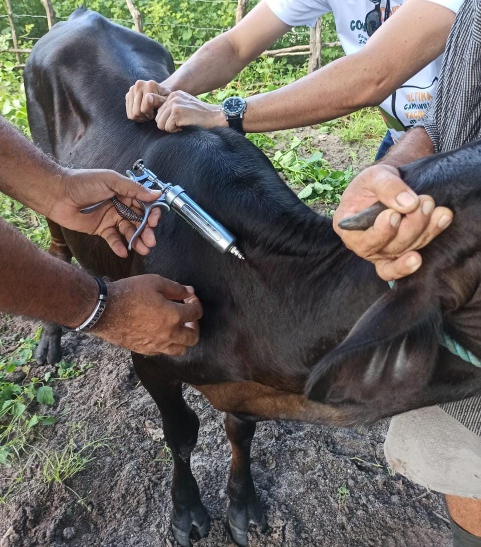 Vacinação contra a febre aftosa em Amontada e São Gonçalo do Amarante