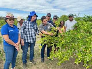 Ematerce implanta acerola orgânica em Morada Nova-CE e projetos em Jaguaribe-CE
