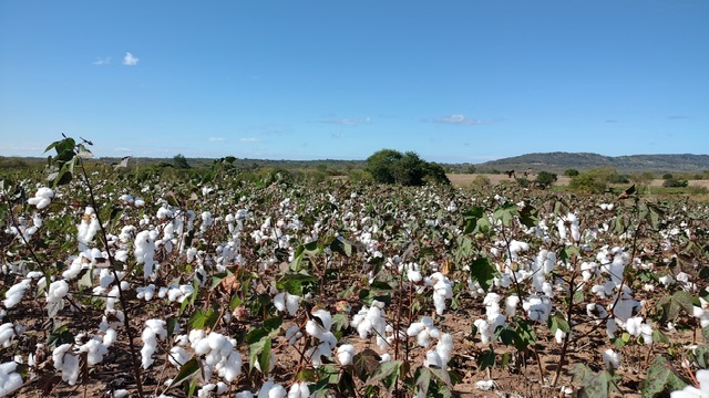 Ematerce participa do Programa de Revitalização da Cotonicultura no Ceará