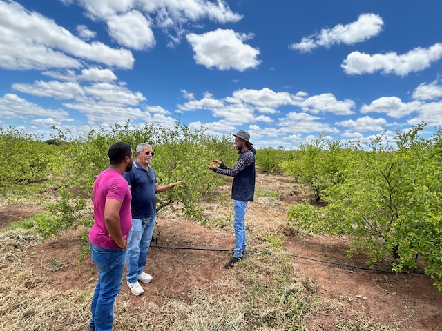 Maurití-CE: Ematerce orienta plantio de acerola para ser utilizada em indústria