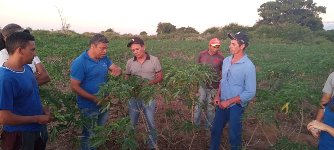 Ematerce/BNB e SAA promovem Dia de Campo sobre mandiocultura em Araripe-CE
