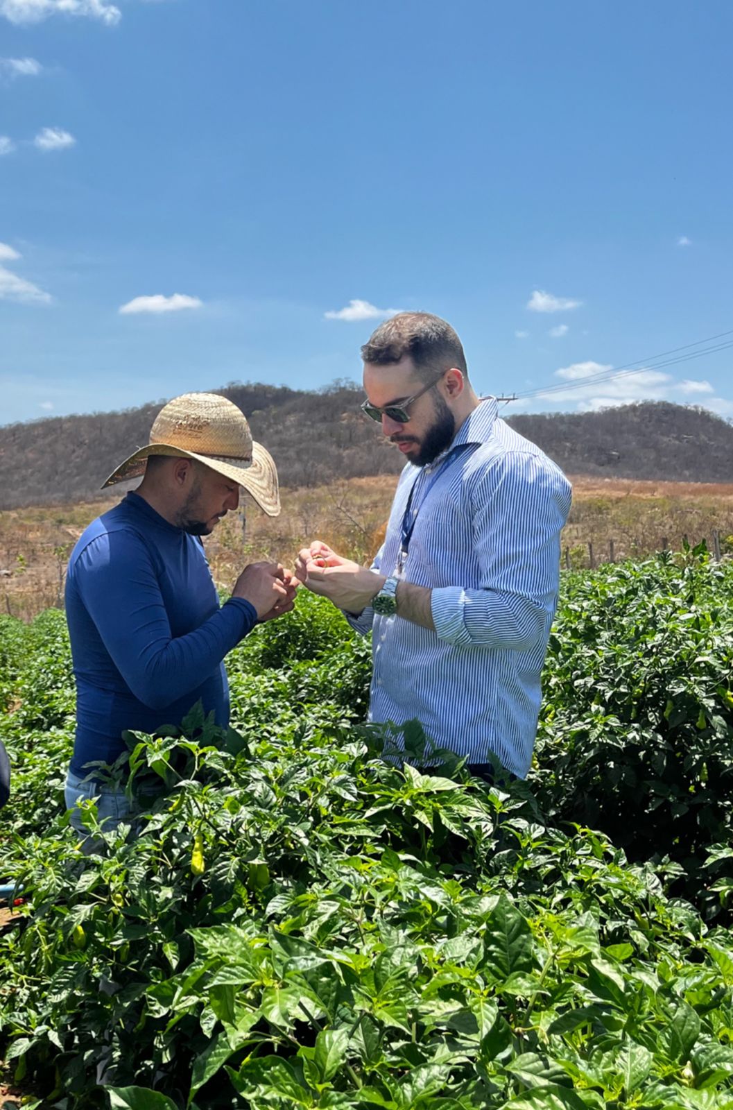Ematerce: Pimenta-de-Cheiro de Quiterianópolis-CE Chega ao Mercado Argentino