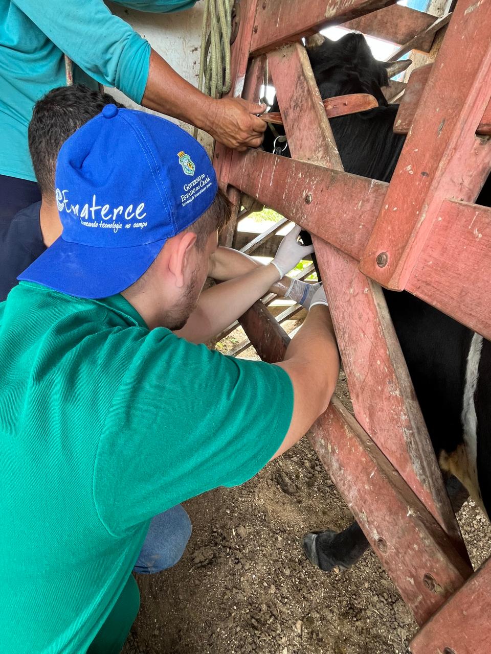 Ematerce e Lapcom de Tauá-CE detectam surto de intoxicação de bovinos