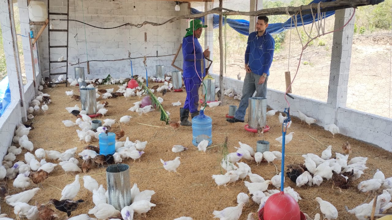 EMATERCE ORIENTA PRODUTORES  DE GALINHAS CAIPIRAS EM MUCAMBO-CE