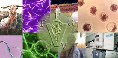 Programa de Pós-Graduação em Ciências Veterinárias da Uece recebe nota de alto padrão internacional
