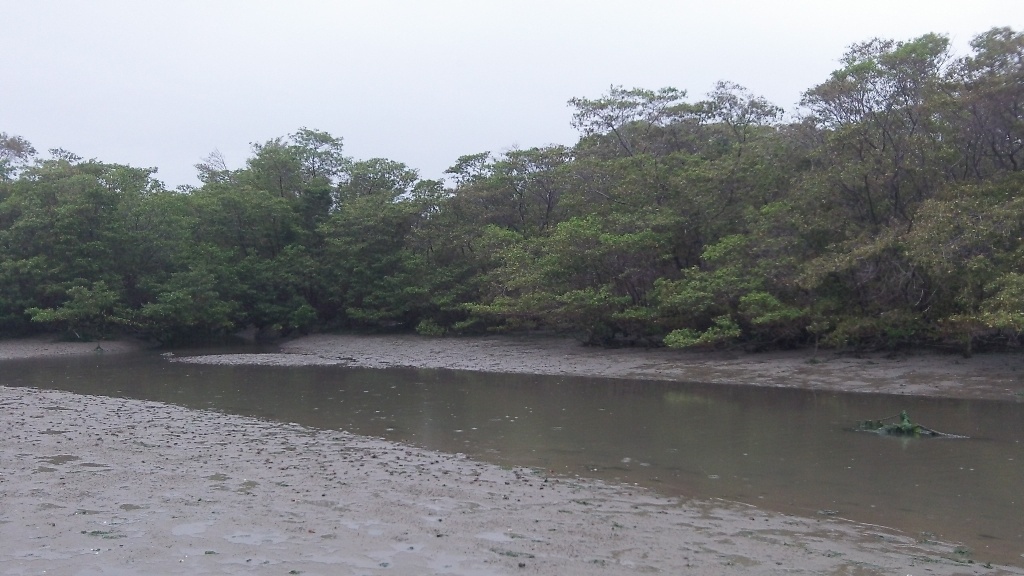 Bolsista da Funcap e do CNPq pesquisa reprodução e distribuição de crustáceos no estuário do Rio Jaguaribe