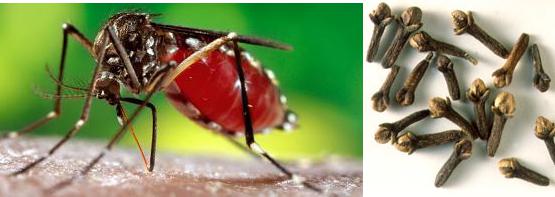 Combate à dengue: repelente natural feito com cravo da índia