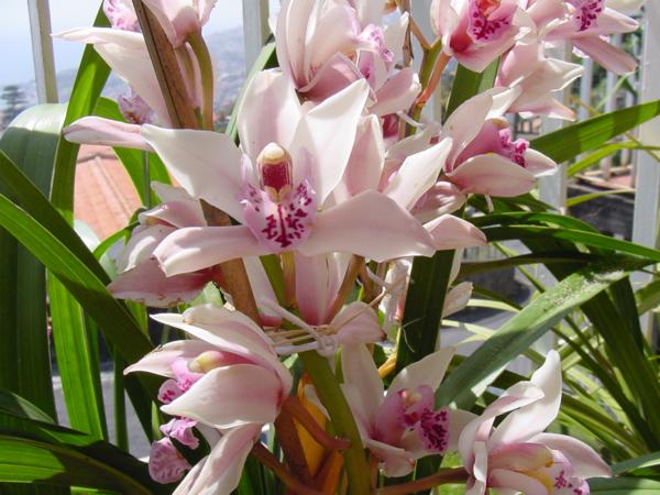 Palestra sobre cultivo de orquídeas marca Dia Nacional para a Conscientização da Esclerose Múltipla no HGF