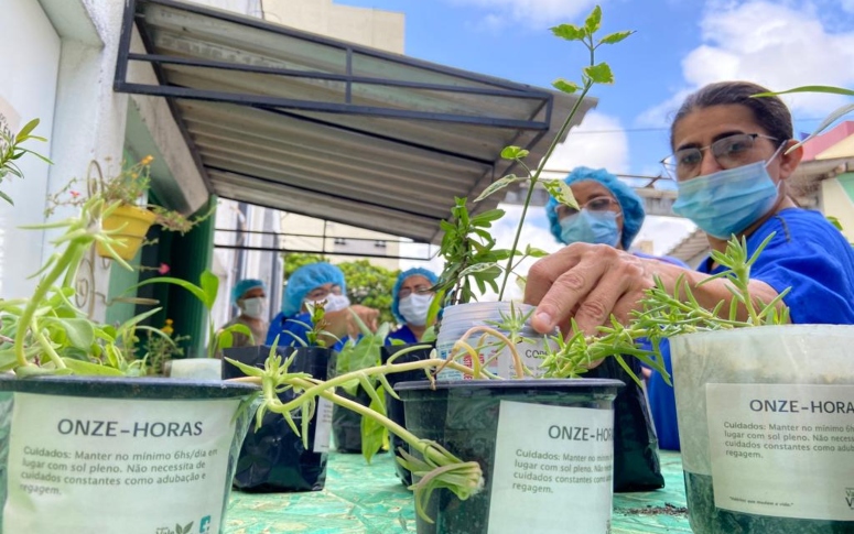 No HGF, projeto mantém jardins e distribui mudas de plantas para profissionais