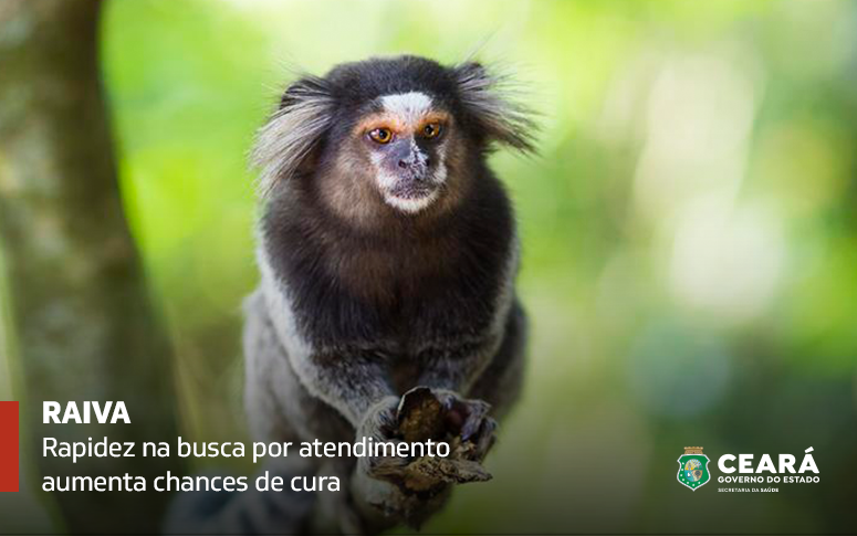 Saiba como agir em caso de agressões de animais; disponível nos postos de saúde, vacina contra raiva é segura e eficaz contra a doença