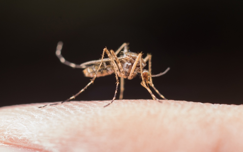 Dengue: a importância de estratégias integradas de prevenção e controle ‌