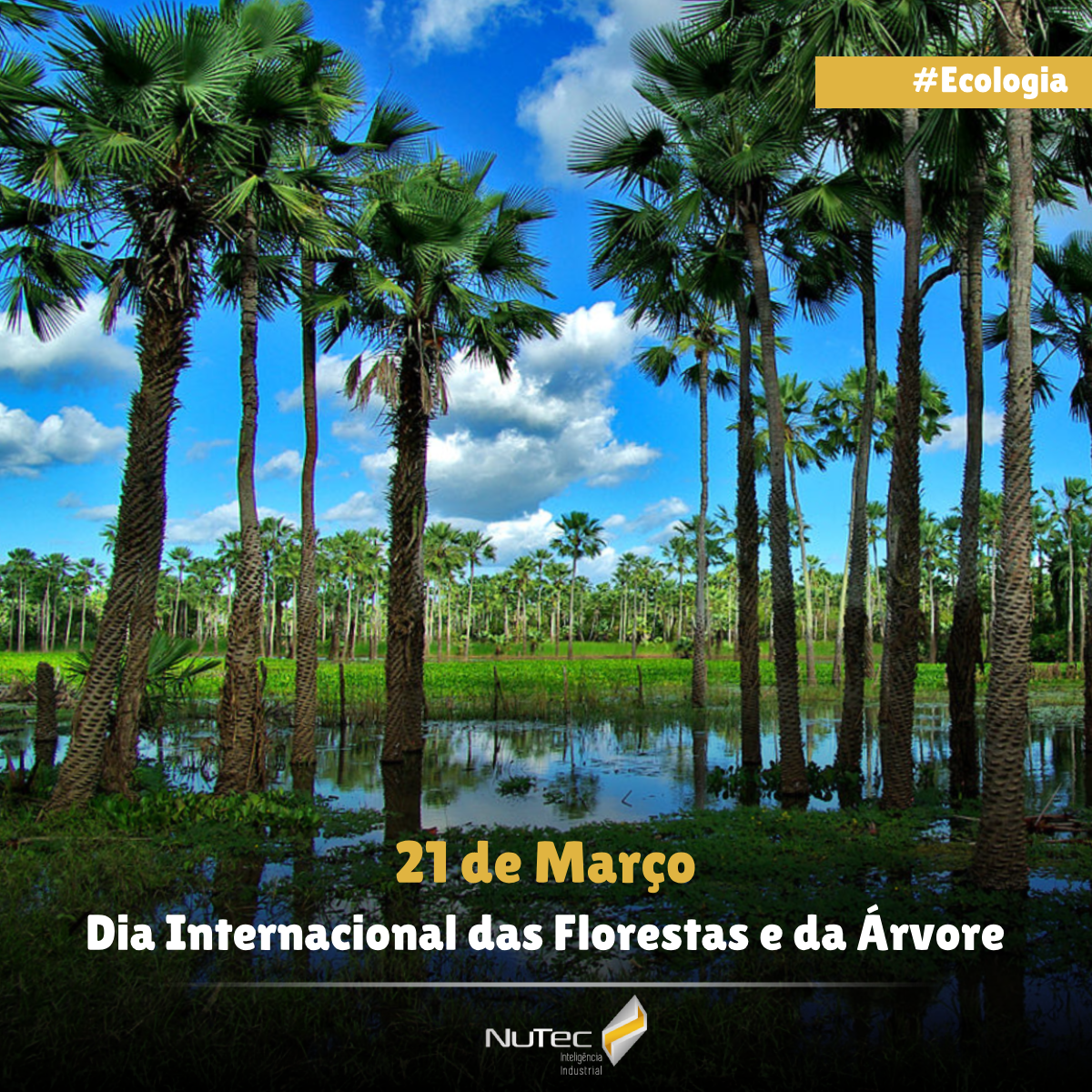 Dia Internacional das Florestas e da Árvore