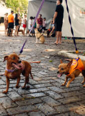 Pet Ceará Móvel chega a Quixeramobim; agendamento já está disponível