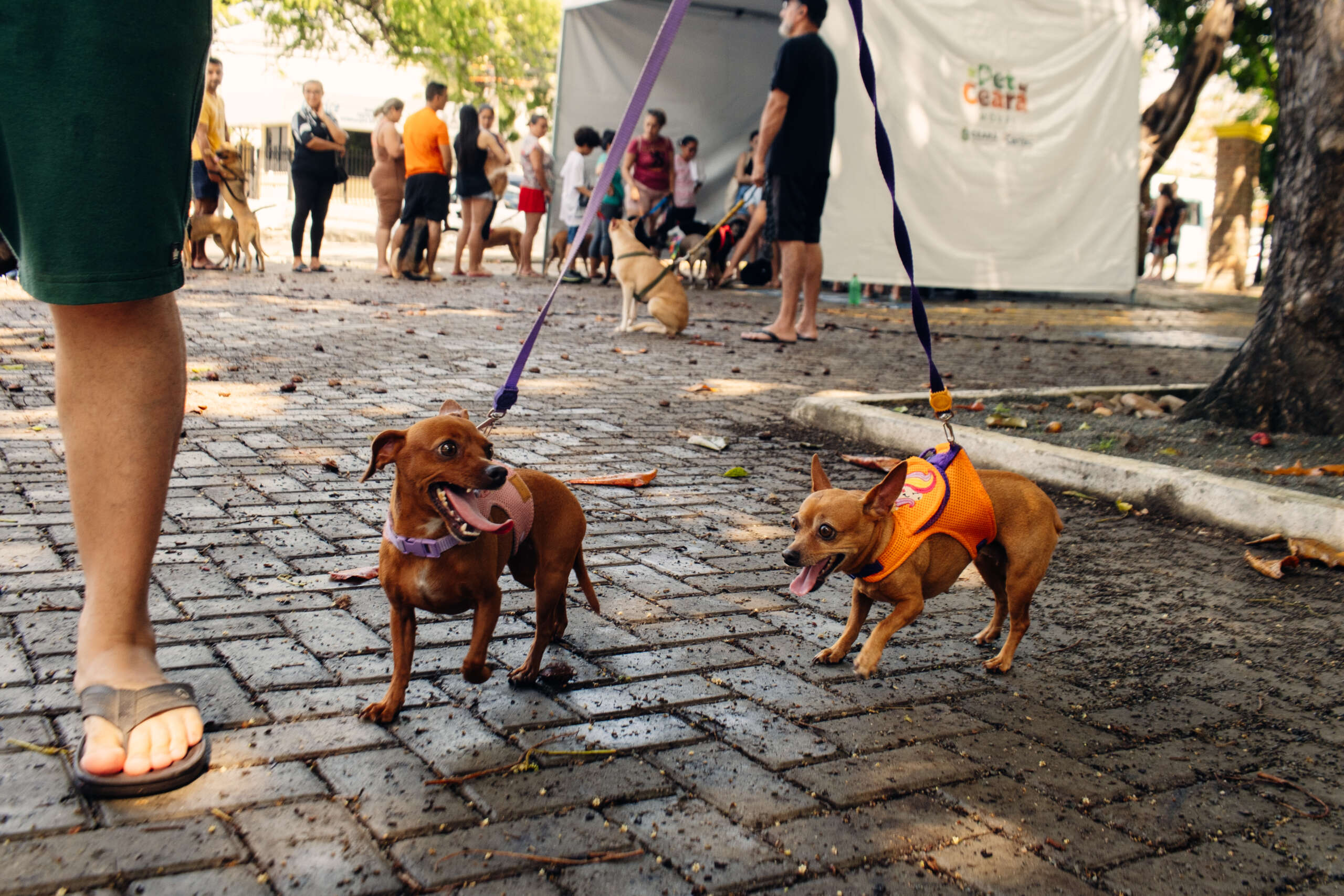 Pet Ceará Móvel chega a Iguatu; agendamento já está disponível