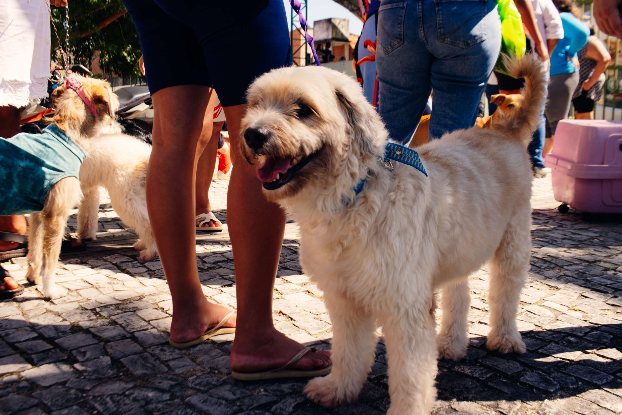 Governo do Ceará leva o projeto Giro Pet a quatro municípios entre 12 e 15 de maio