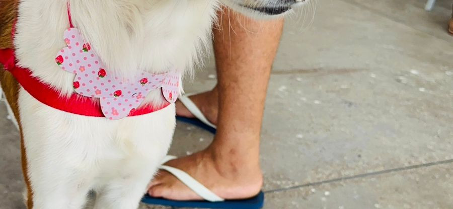 Giro Pet Ceará chega à região da Serra da Ibiapaba na próxima semana