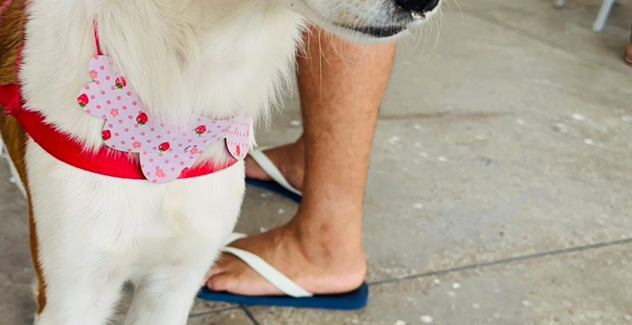 Giro Pet Ceará chega à região da Serra da Ibiapaba na próxima semana