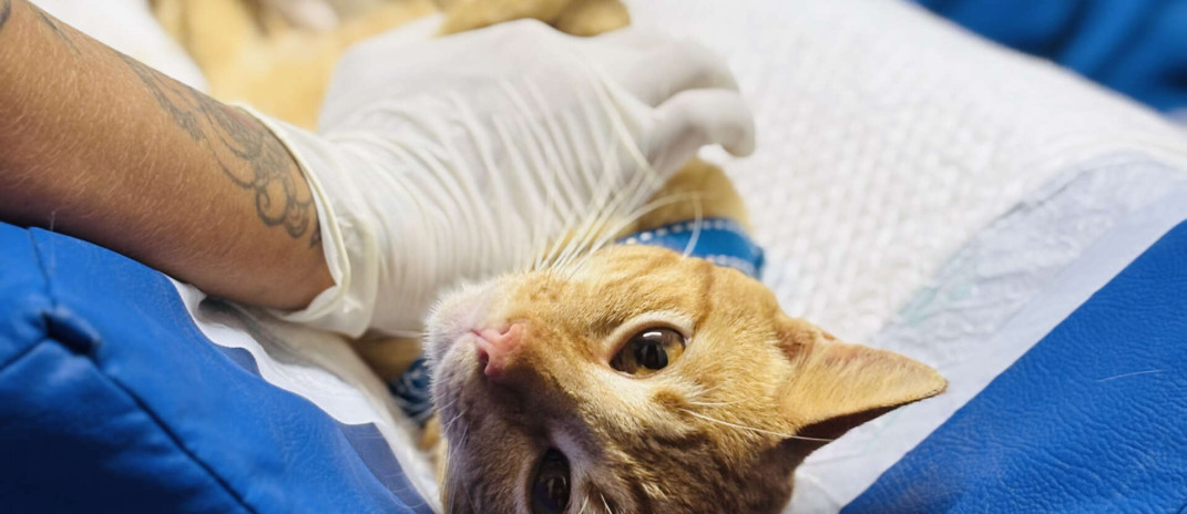 VET+ Ceará abre novo edital para credenciamento de clínicas veterinárias em regiões do Estado