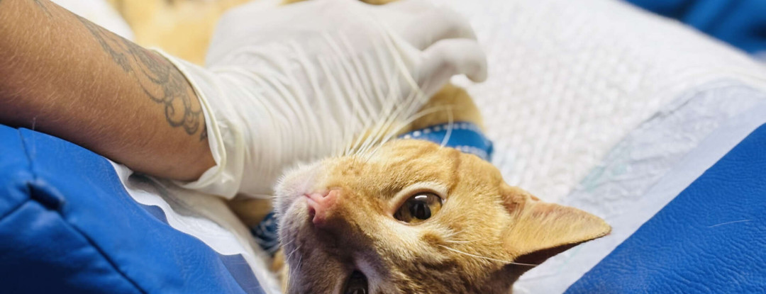 VET+ Ceará abre novo edital para credenciamento de clínicas veterinárias em regiões do Estado