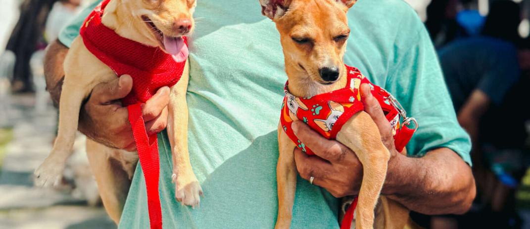Giro Pet Ceará oferece serviços gratuitos para animais na Cidade 2000, em Fortaleza