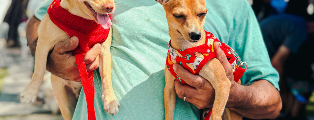 Giro Pet Ceará oferece serviços gratuitos para animais na Cidade 2000, em Fortaleza