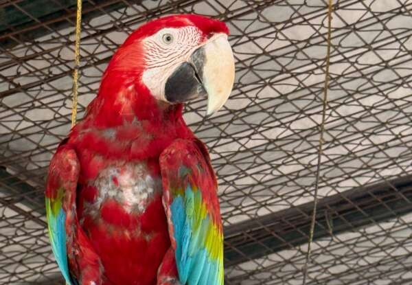 Supesp e Sepa lançam Painel Dinâmico de Proteção Animal nesta terça-feira (13/01)