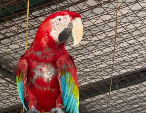 Supesp e Sepa lançam Painel Dinâmico de Proteção Animal nesta terça-feira (13/01)