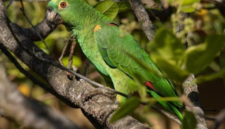 Refaunação de papagaio-verdadeiro marca avanço na conservação de fauna silvestre no Ceará