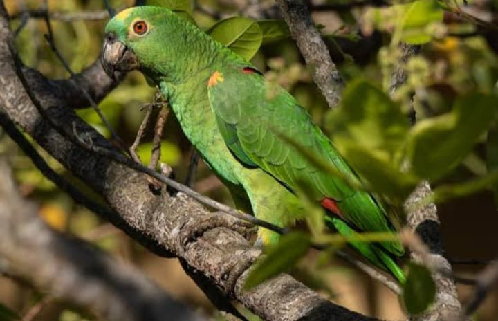 Refaunação de papagaio-verdadeiro marca avanço na conservação de fauna silvestre no Ceará