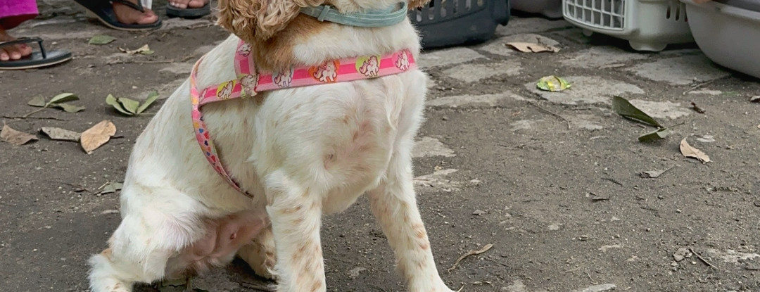 Castração gratuita chega a Morada Nova com o Pet Ceará Móvel