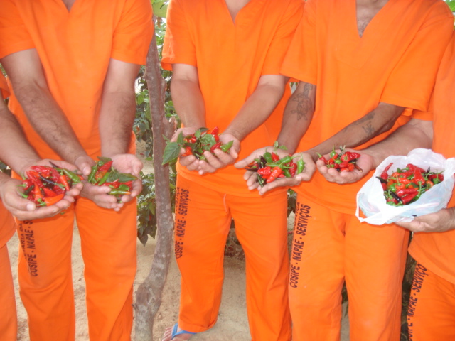 Cadeia de Araripe é referência nos projetos de hortaliças e de granja