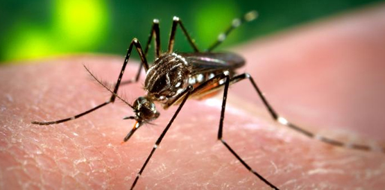 Curso prepara agentes de endemias para o combate ao Aedes aegypti