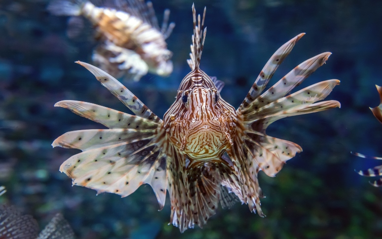 Peixe-leão no Ceará: pescador não teve parada cardíaca e Sesa orienta população sobre contato com o animal