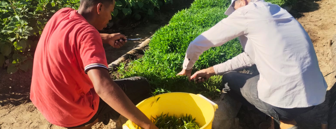 Projeto une saberes indígenas e ciência para ampliar acesso a fitoterápicos no SUS do Ceará