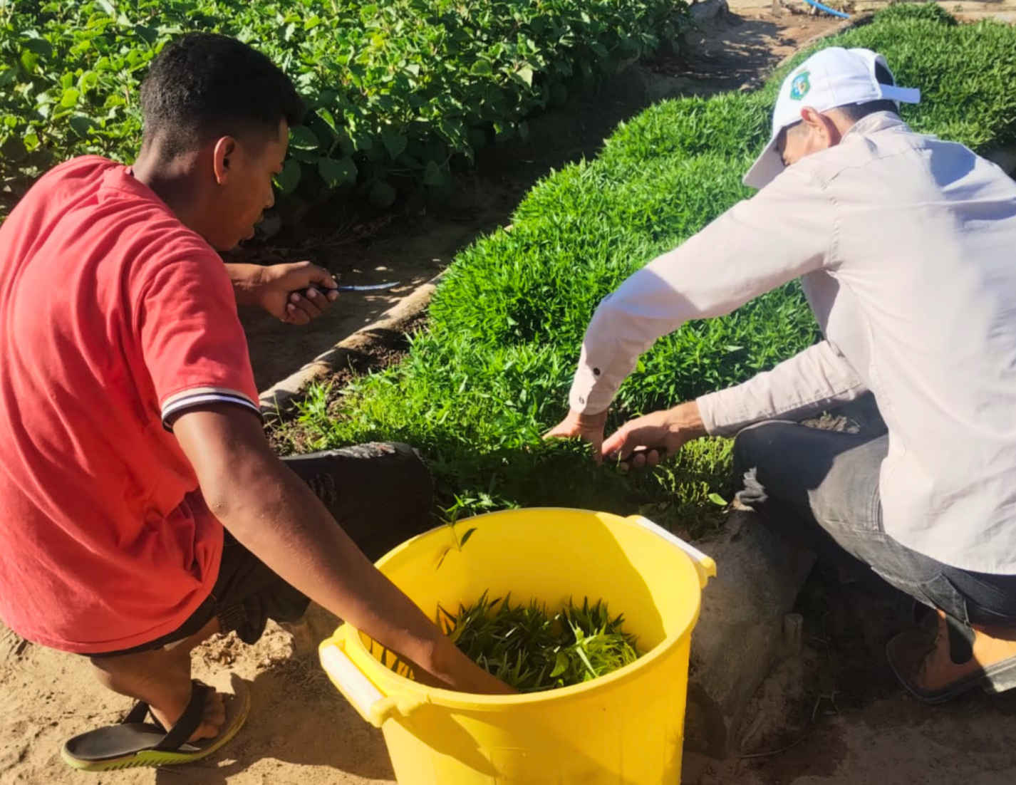 Projeto une saberes indígenas e ciência para ampliar acesso a fitoterápicos no SUS do Ceará