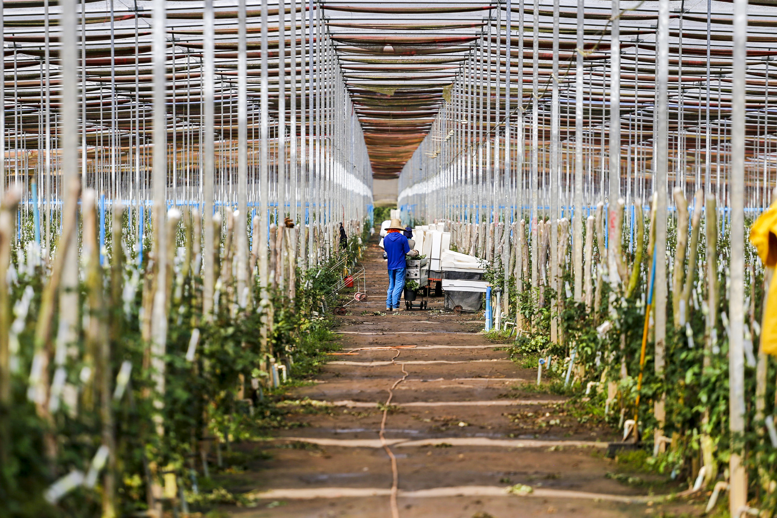 Com políticas públicas para o setor, Ceará se destaca como polo produtor de flores no Brasil