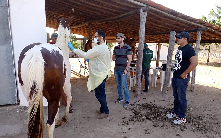 Técnicos da Sesa e da Adagri investigam caso de Febre de Nilo Ocidental em equinos
