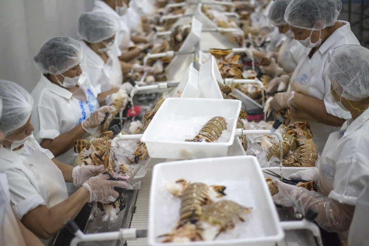 Ceará continua líder na exportação de pescado